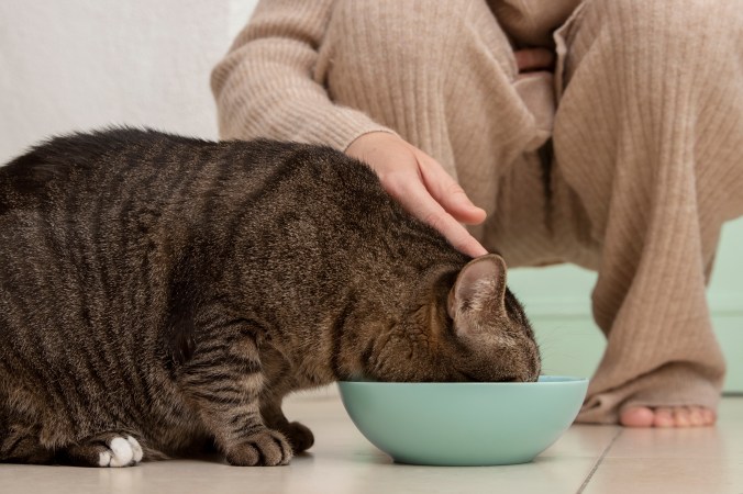 cat eating from bowl